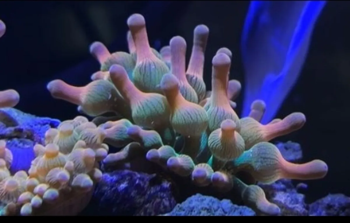 Red Bubble Tip Anemone - Image 4
