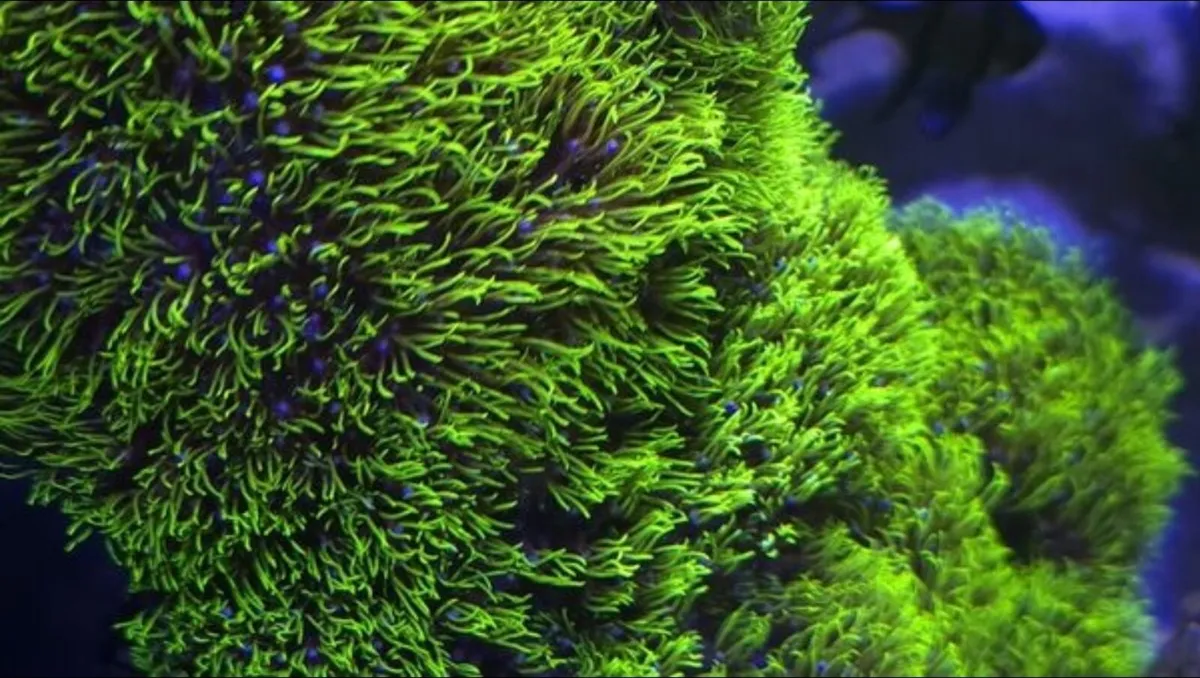 GSP Marine Coral - Image 1