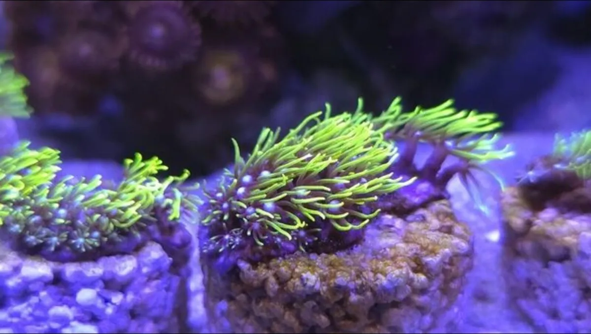 GSP Marine Coral - Image 2