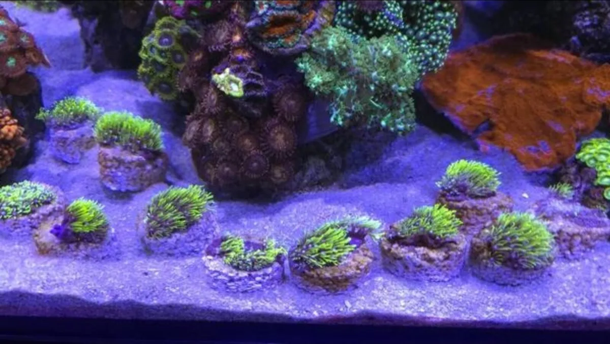 GSP Marine Coral - Image 4