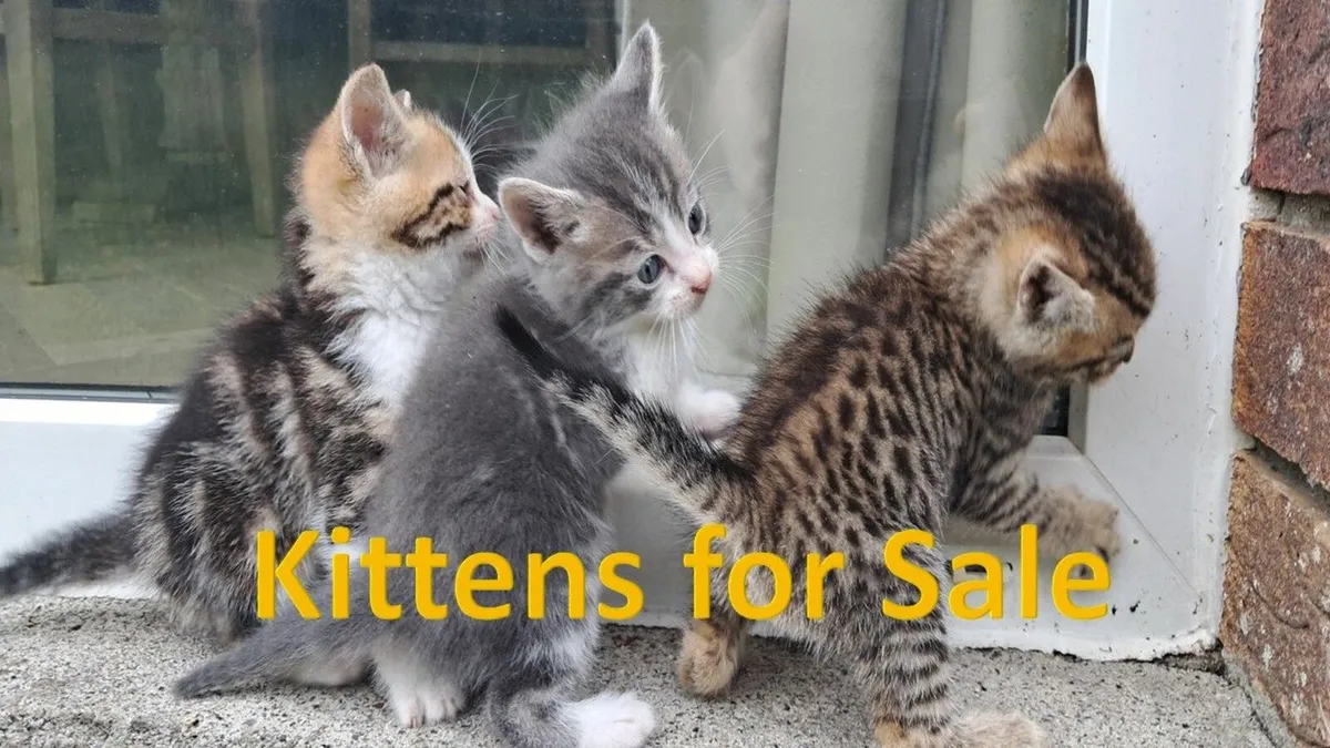 Beautiful Kittens For Sale - Image 1
