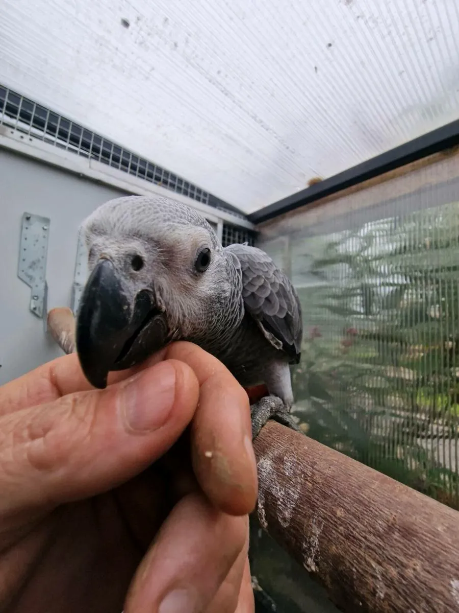 African grey babies weaned ready to go - Image 1