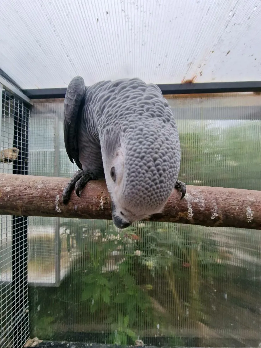 African grey babies weaned ready to go - Image 2