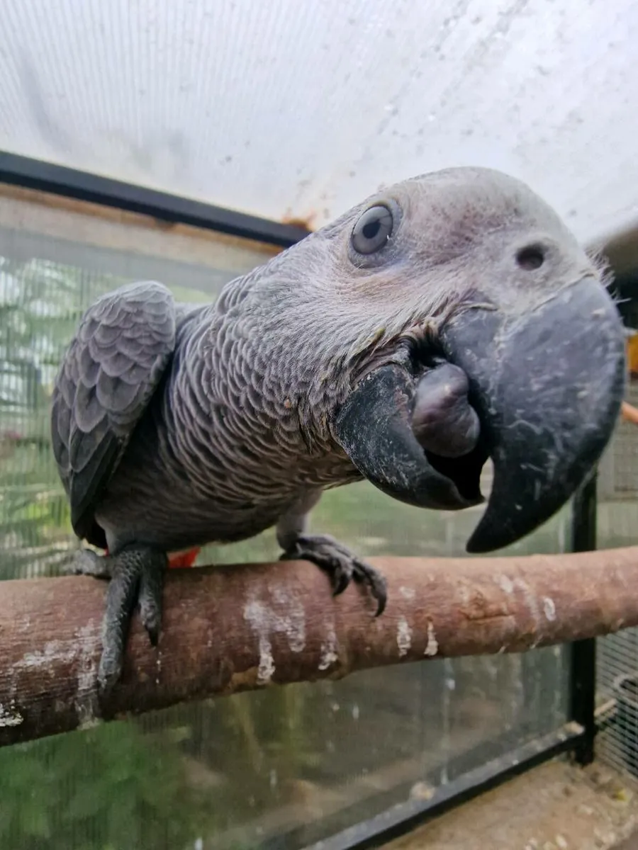 African grey babies weaned ready to go - Image 3