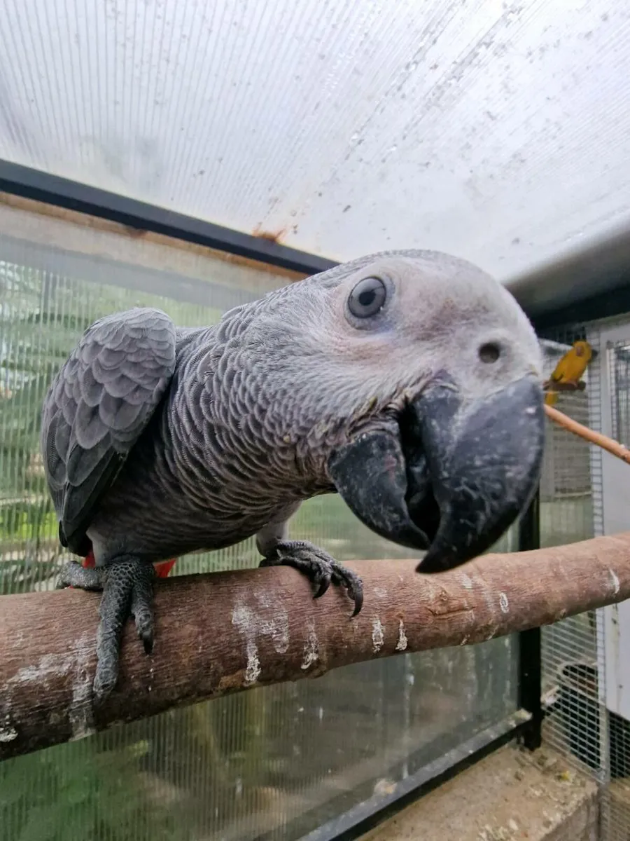 African grey babies weaned ready to go - Image 4
