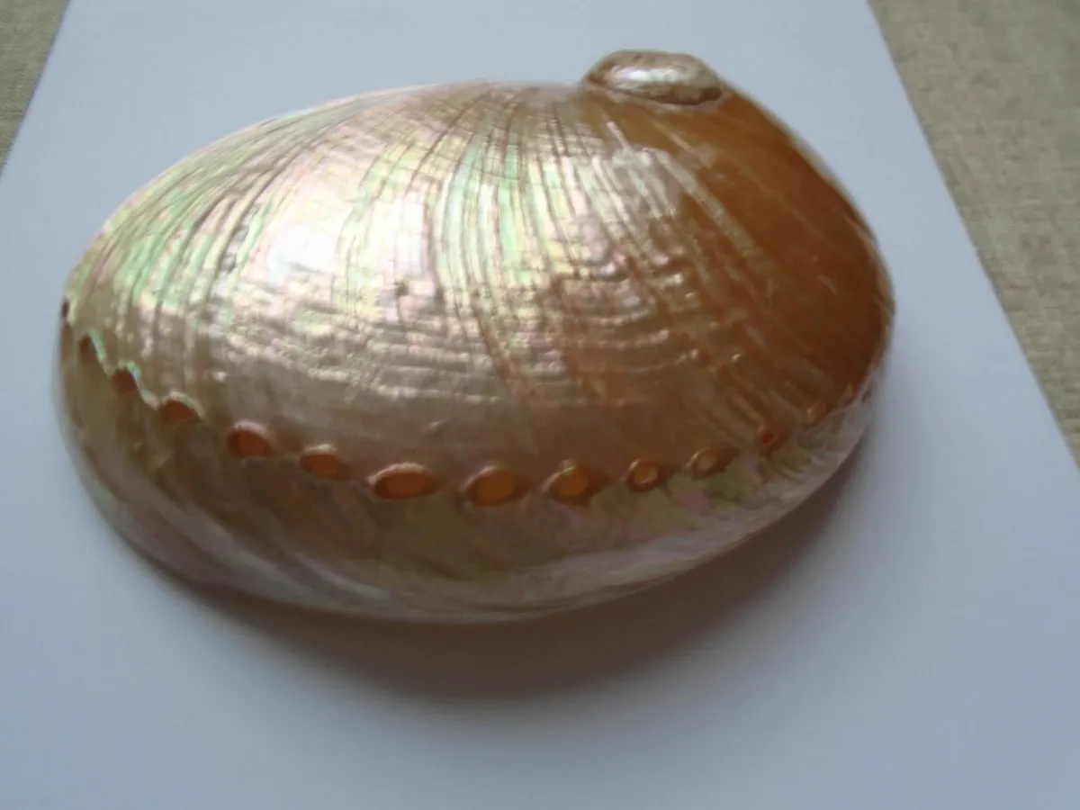 Large shell, Ornament,Home decor, Shell - Image 2
