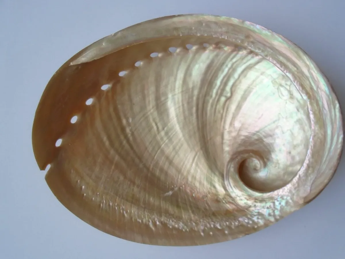 Large shell, Ornament,Home decor, Shell - Image 3