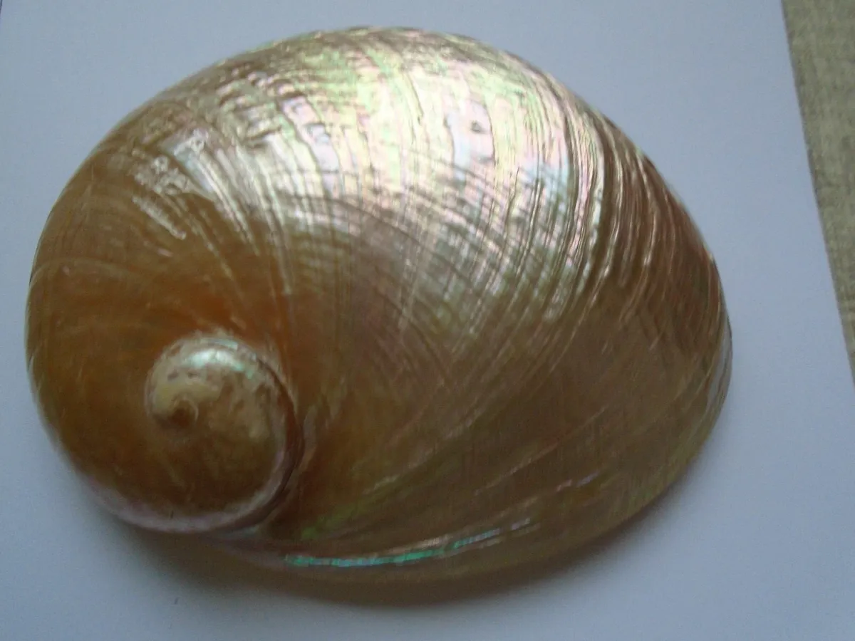 Large shell, Ornament,Home decor, Shell - Image 4