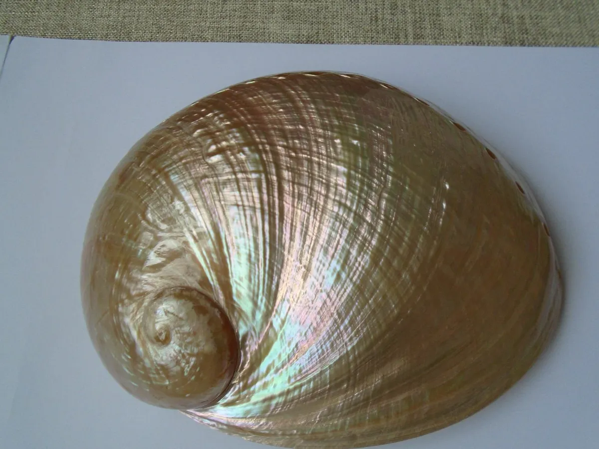 Large shell, Ornament,Home decor, Shell - Image 1