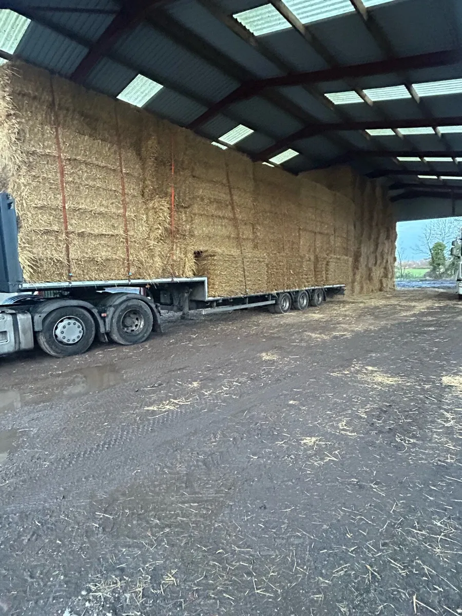 Wanted Barley straw in 8x4x3 & 8x4x4 Ex farm - Image 2