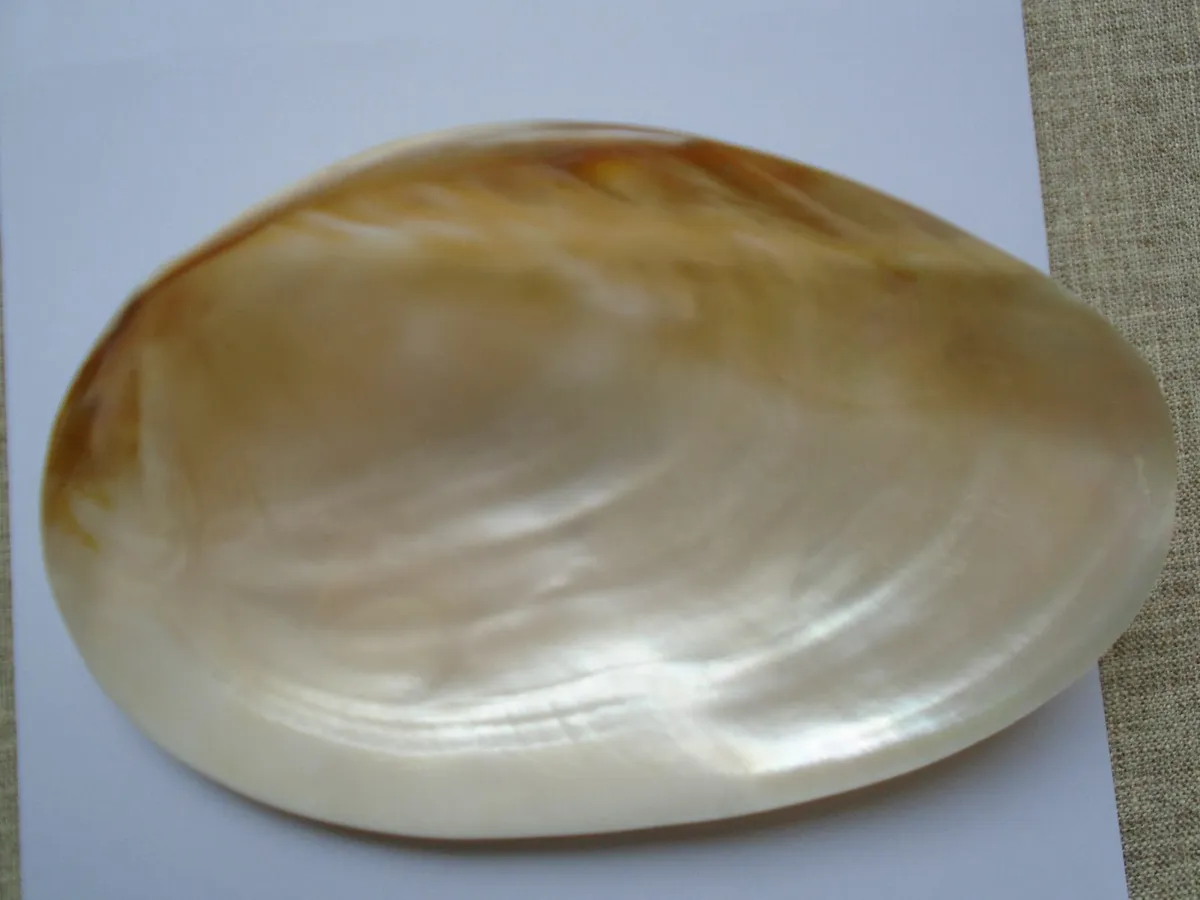 Large shell, Display,Home decor,Trinket dish - Image 2