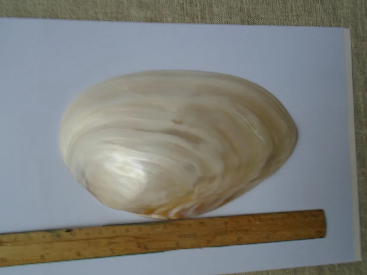Large shell, Display,Home decor,Trinket dish - Image 3