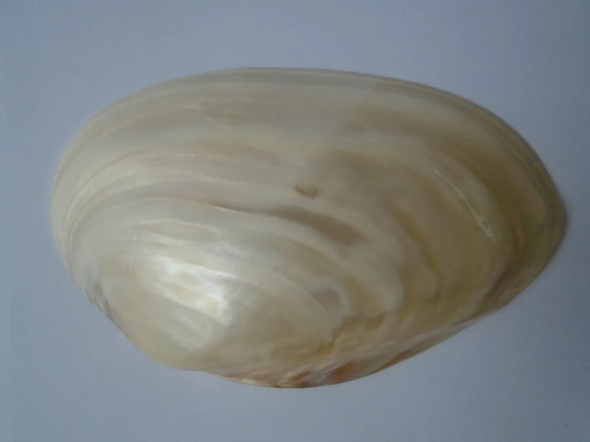Large shell, Display,Home decor,Trinket dish - Image 1