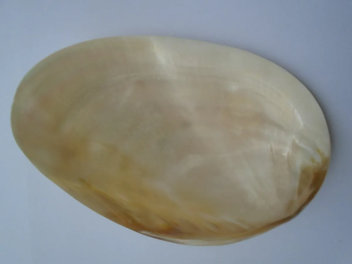Large shell, Display,Home decor,Trinket dish - Image 4