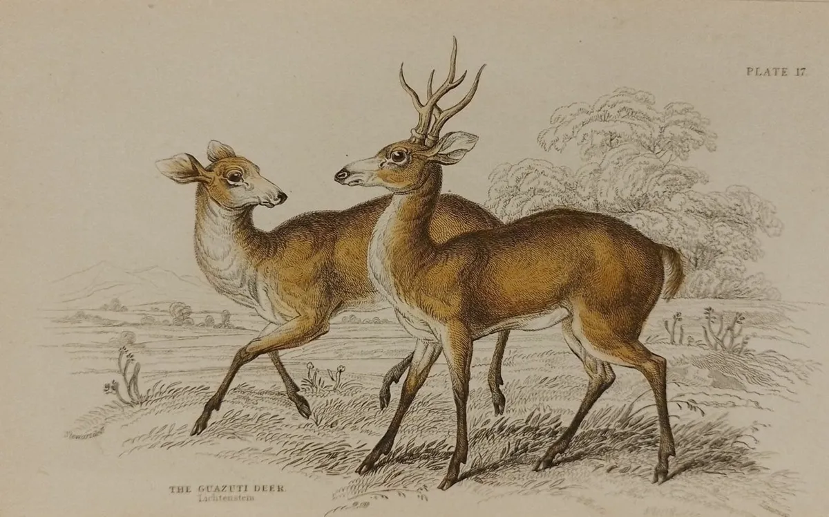 Guazuti Deer Antique Print Jardine 1835 - Image 1