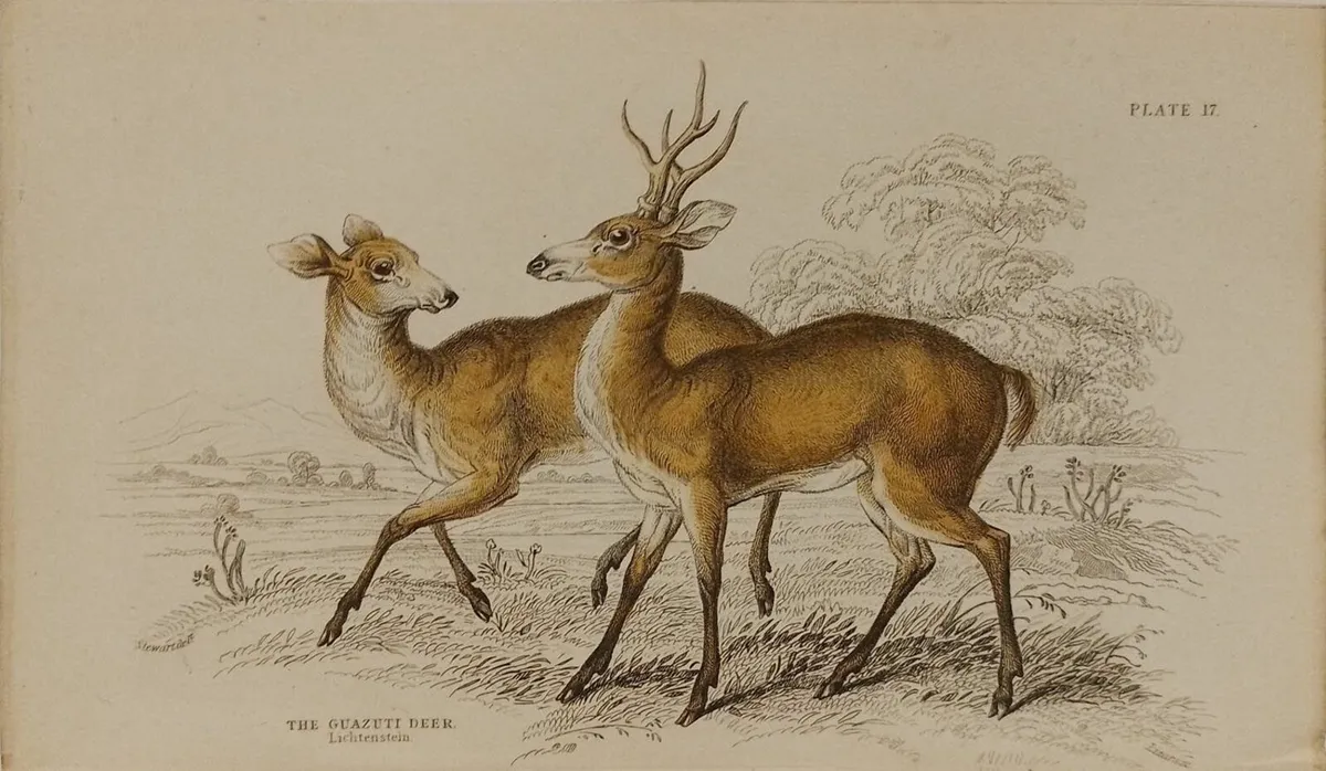Guazuti Deer Antique Print Jardine 1835 - Image 2