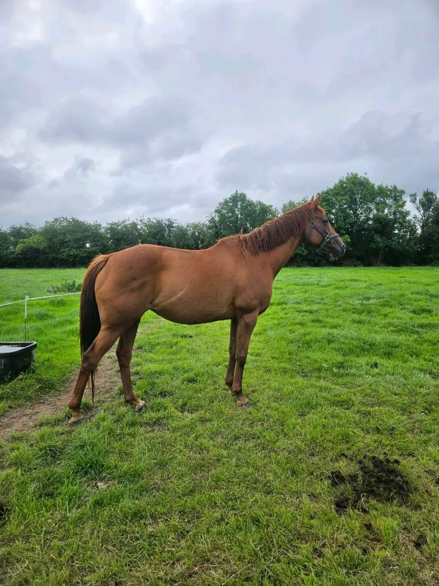 Horses - Image 1