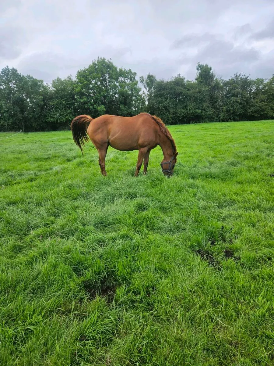 Horses - Image 2
