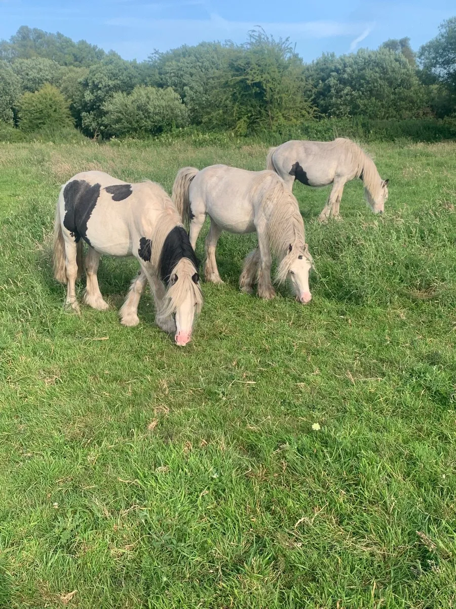 4 cheap gypsy cobs - Image 2