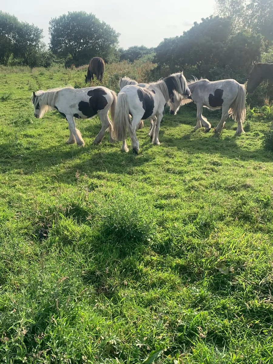 4 cheap gypsy cobs - Image 4