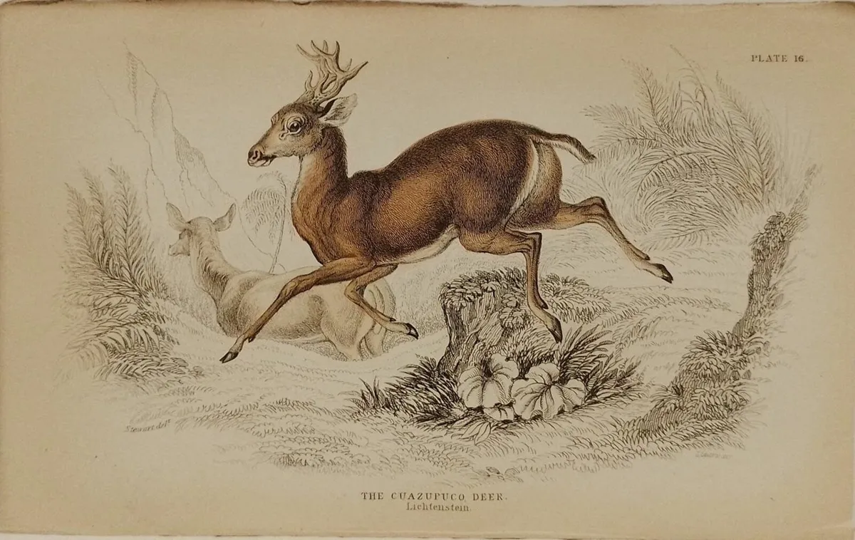 Cuazupuco Deer Antique Print Jardine 1835 - Image 1
