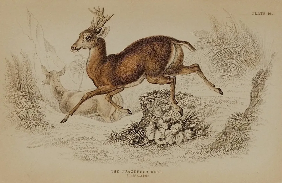 Cuazupuco Deer Antique Print Jardine 1835 - Image 2