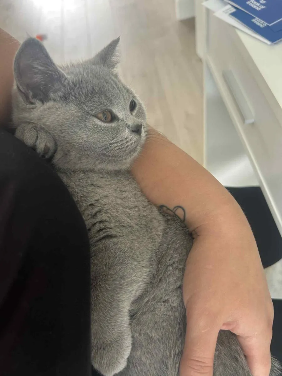 Kitten - Image 1