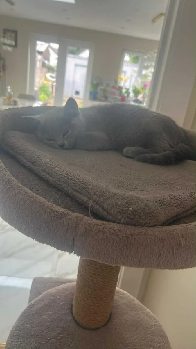 Kitten - Image 2