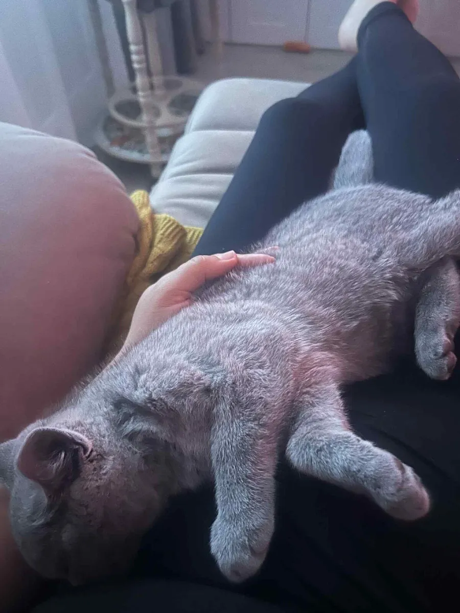 Kitten - Image 3