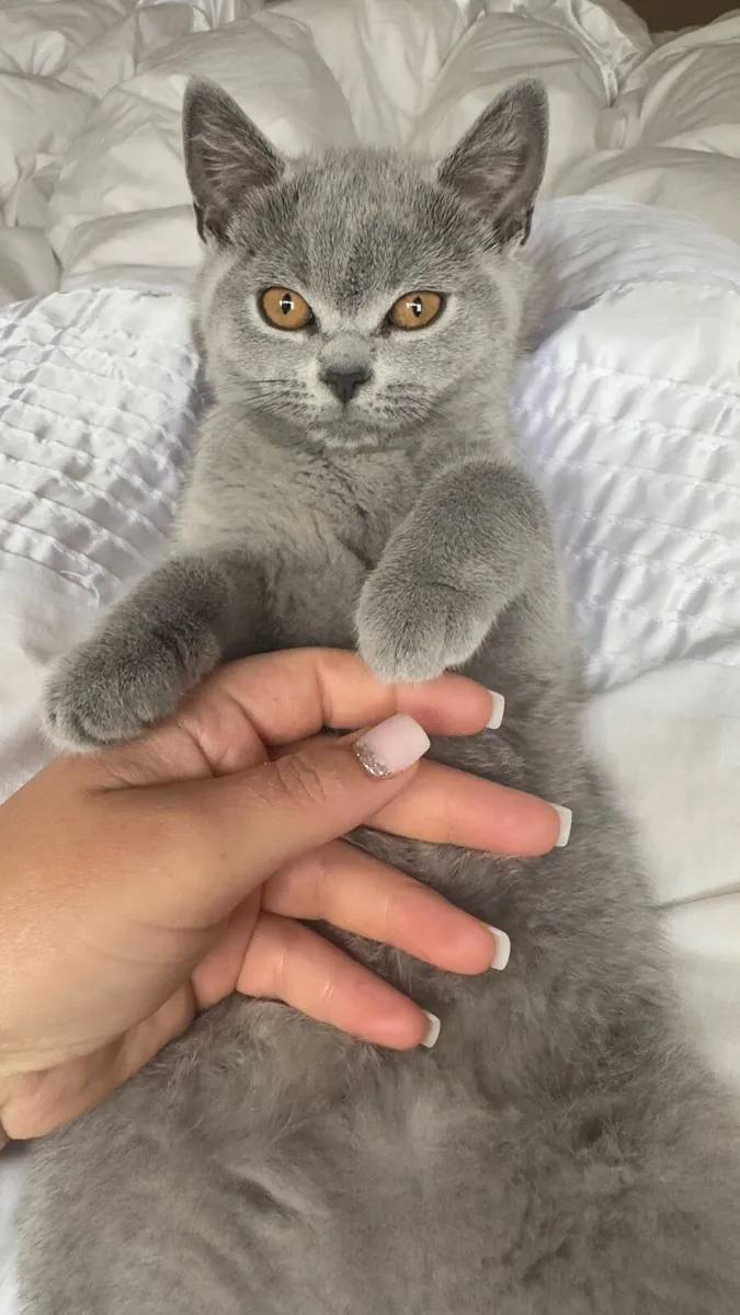 Kitten - Image 4