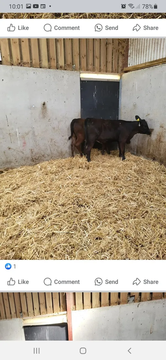 Grass calves/runners - Image 1