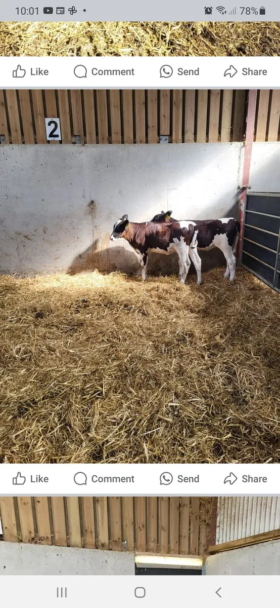 Grass calves/runners - Image 3
