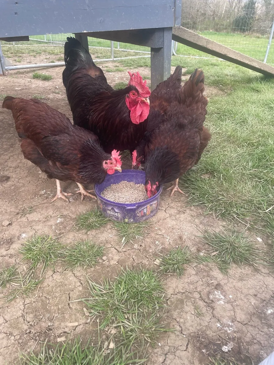 Purebred Rhode Island Reds - Image 1