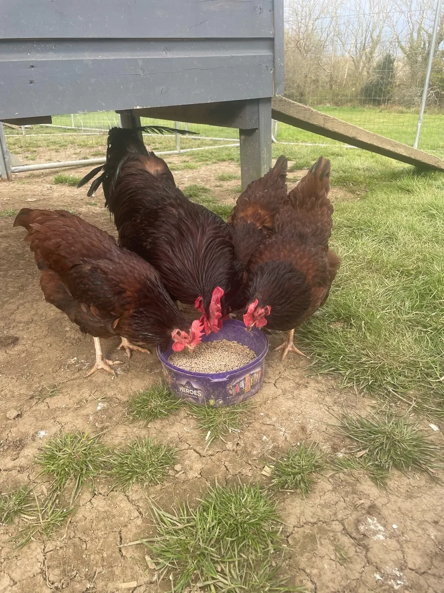 Purebred Rhode Island Reds - Image 2