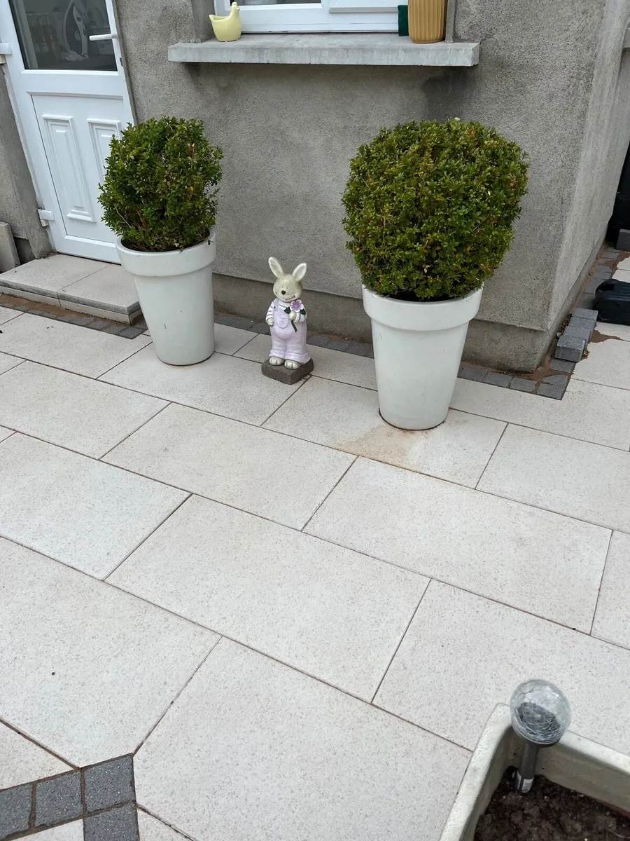 Plant Pots with Plant - Image 2