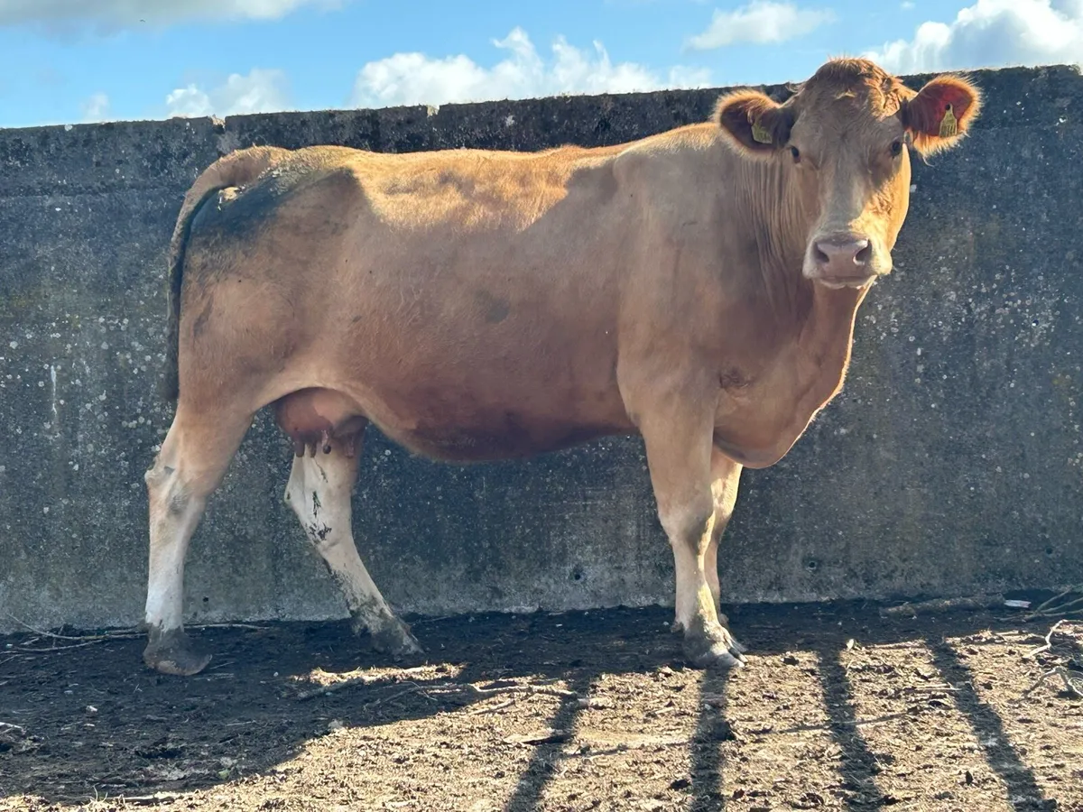 2019 born Charlois incalf cow - Image 1