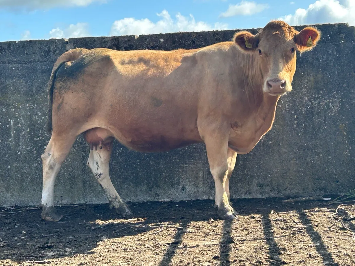2019 born Charlois incalf cow - Image 2