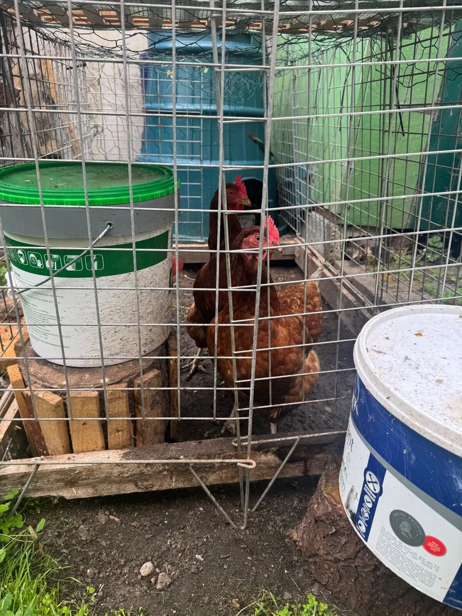 Chicken - Image 1