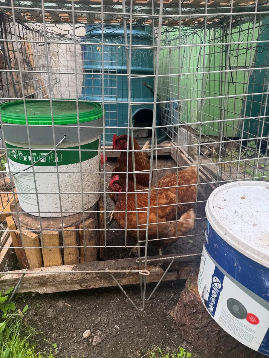 Chicken - Image 2