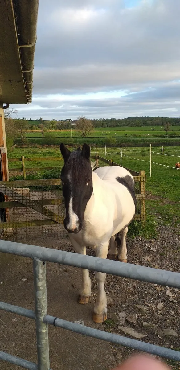 Poney(BUDDY) - Image 2