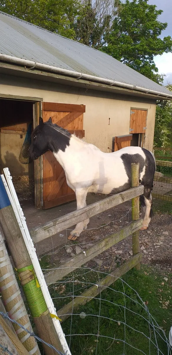 Poney(BUDDY) - Image 3