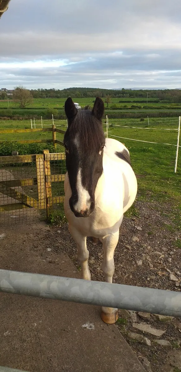Poney(BUDDY) - Image 4