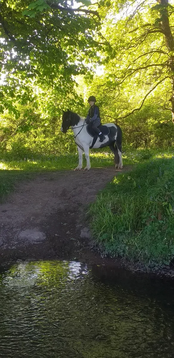 Poney(BUDDY) - Image 1