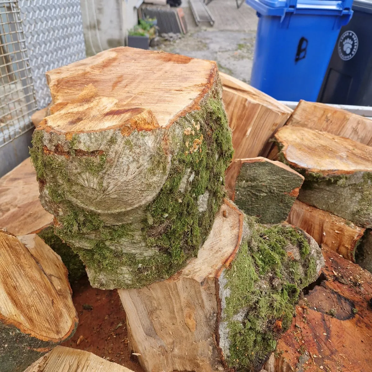 beech firewood - Image 1