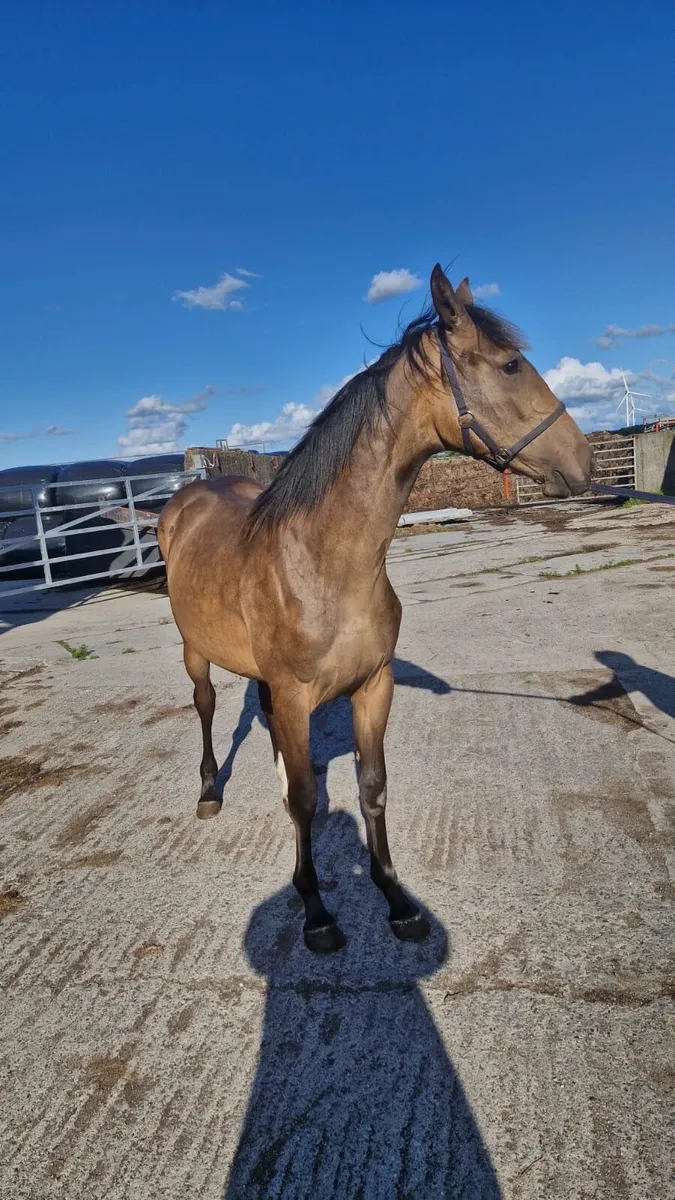 Horse - Image 1