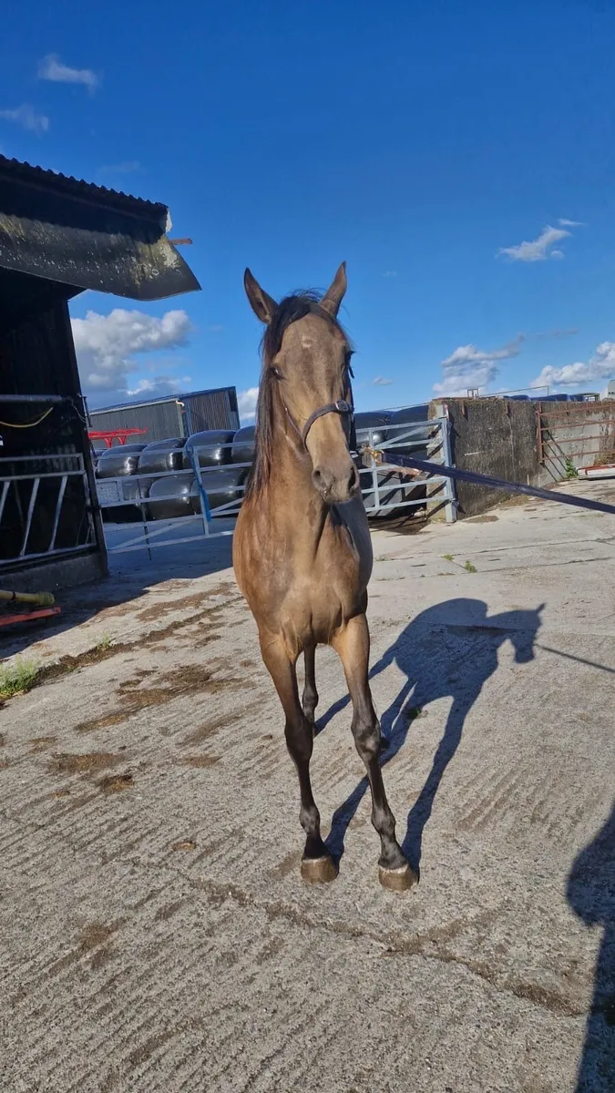 Horse - Image 2
