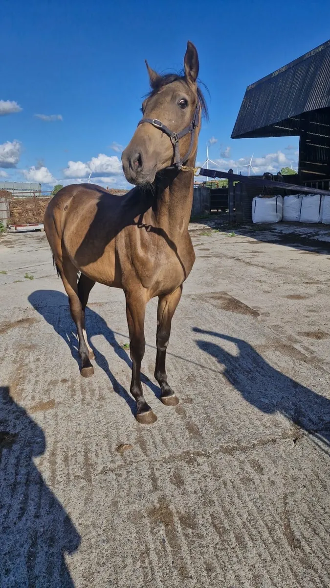 Horse - Image 3