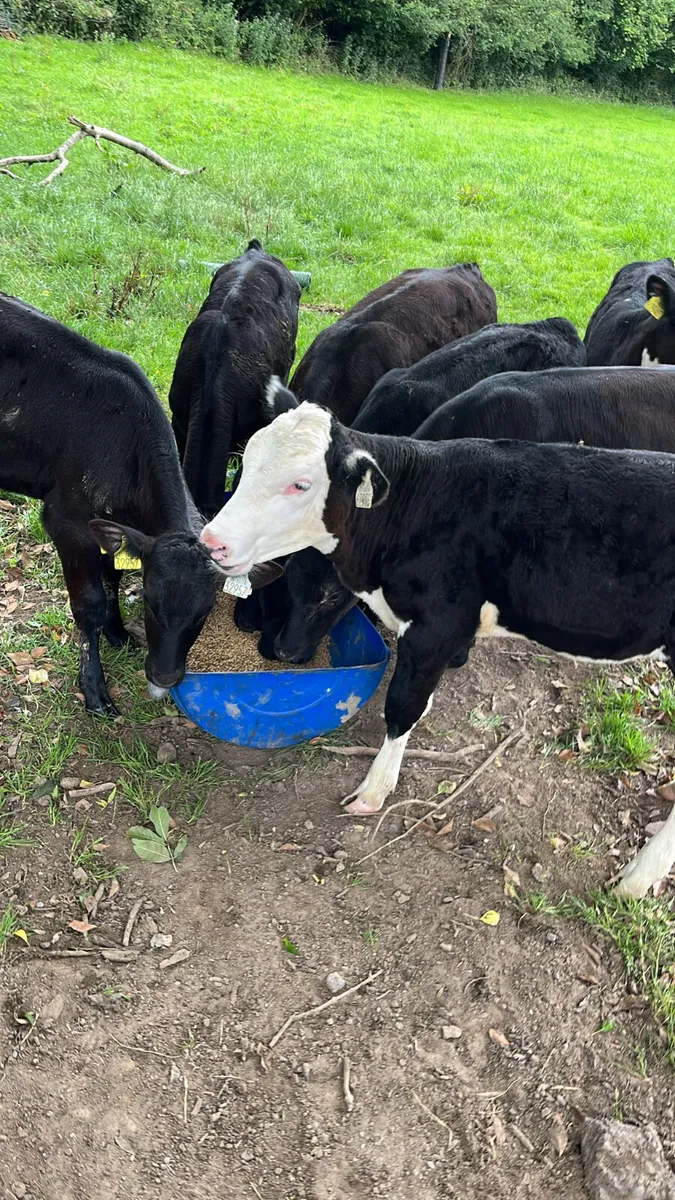 Reared calves - Image 1
