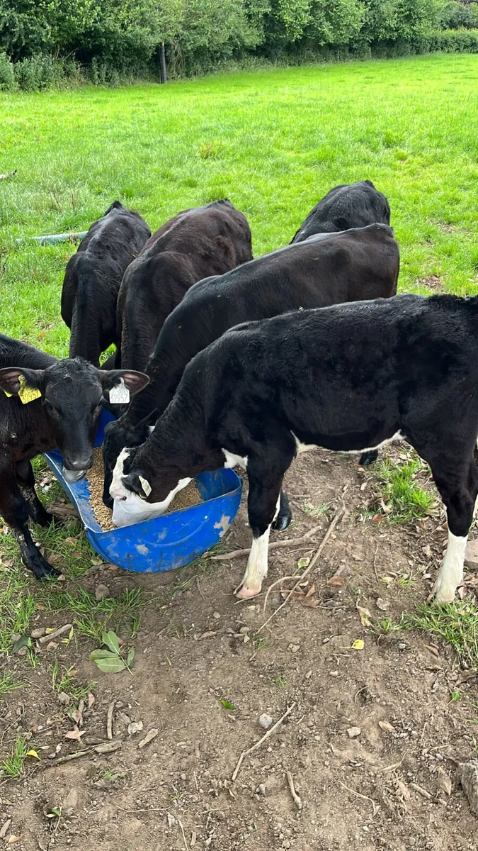 Reared calves - Image 2