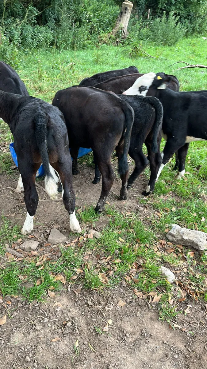 Reared calves - Image 3